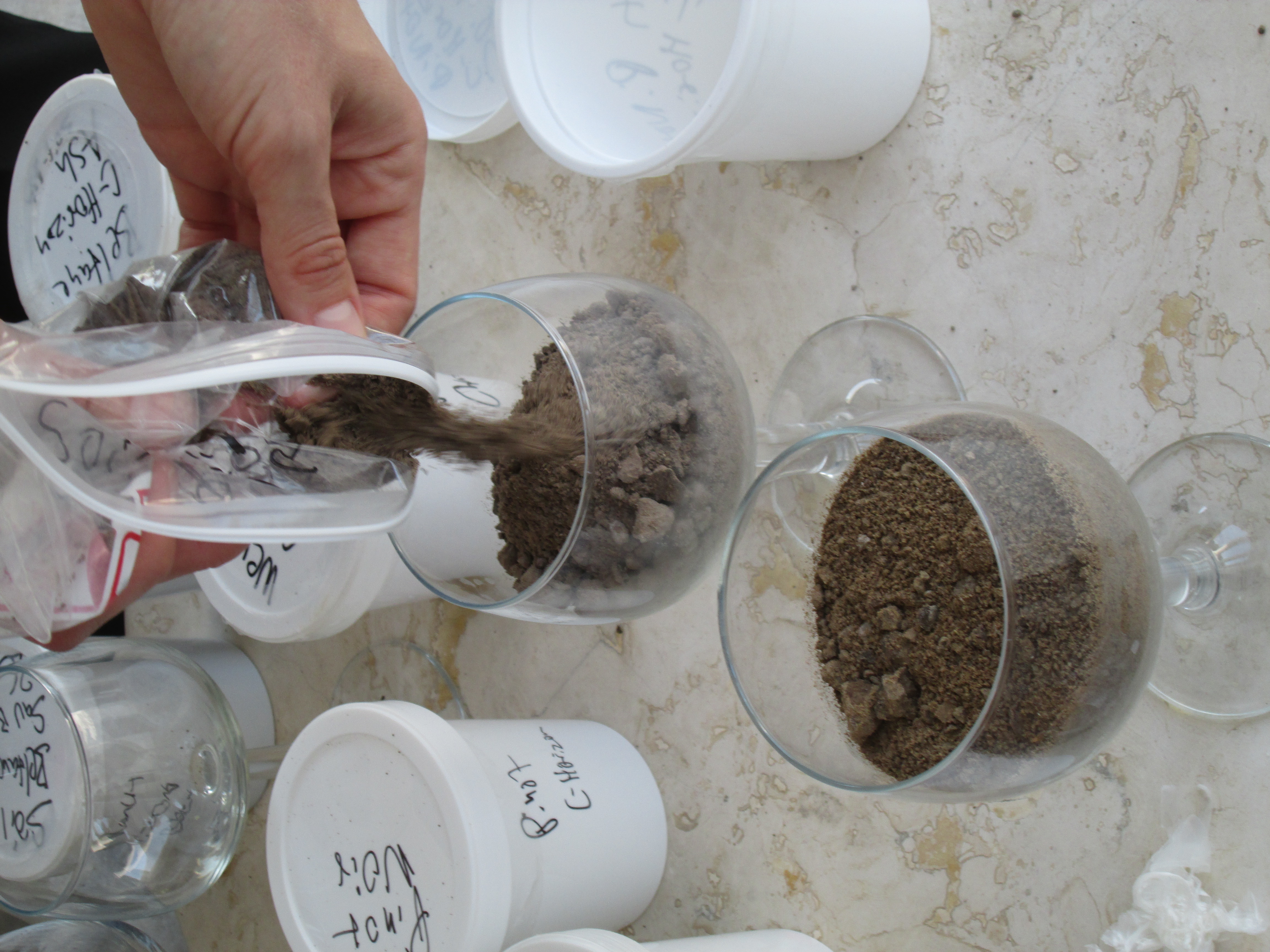 Preparing_soils_in_wine_glasses.JPG