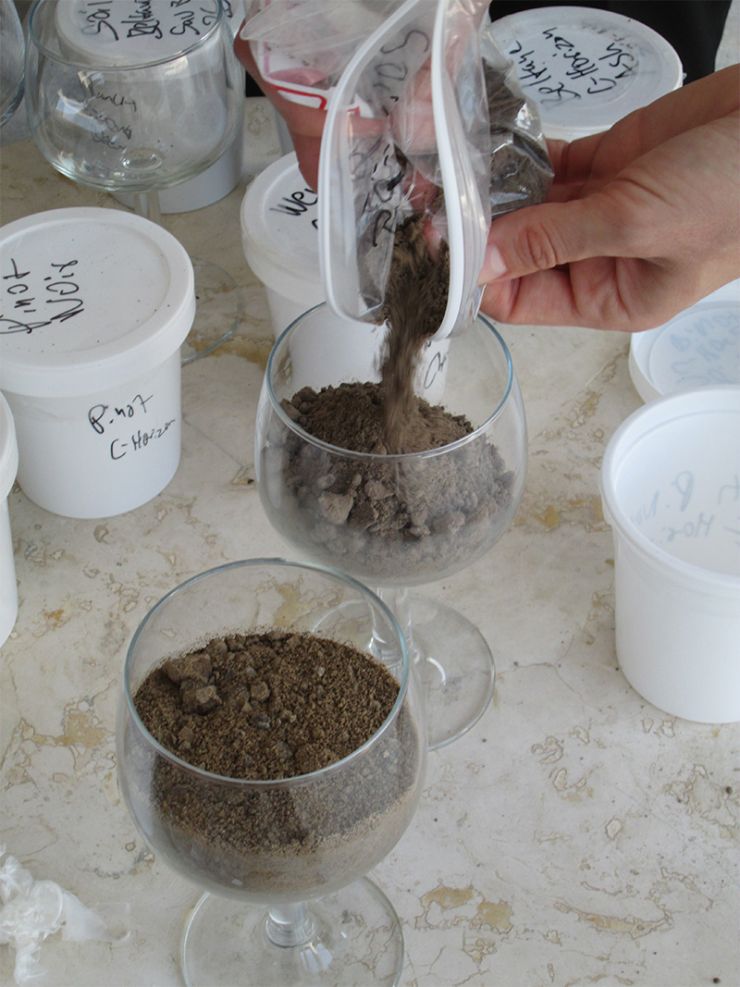 Preparing_soils_in_wine_glasses.jpg